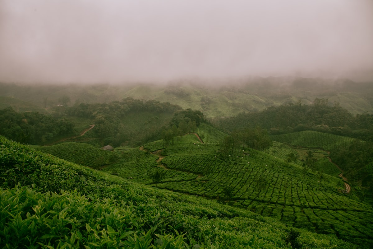 চা বাগান সংকট প্রতীকী